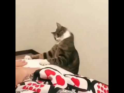 Tom e Jerry - O gato que dança ???? Em Algum lugar do Mundo ???? #74