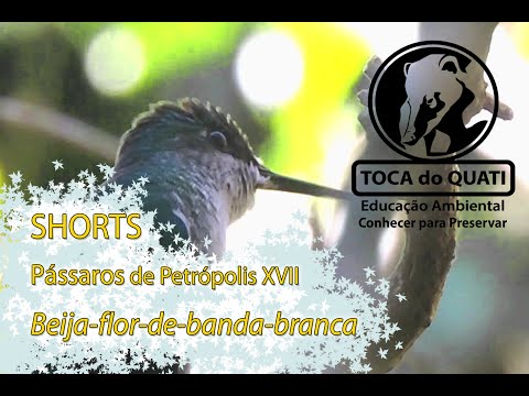 Pássaros de Petrópolis XVII - Beija-flor-de-banda-branca.