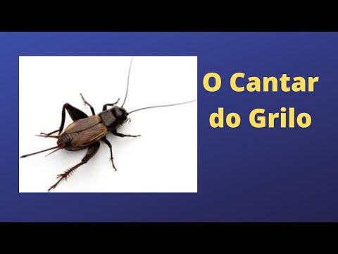 Thumbnail for o cantar do grilo