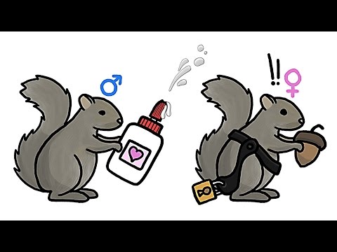 Thumbnail for Самки против самцов