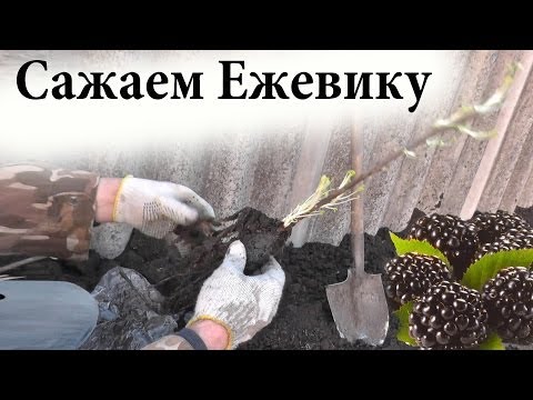 Как сажать ежевику / Садим ежевику в грунт
