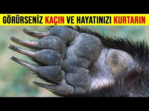 Thumbnail for Dünyanın EN Korkusuz ve Acımasız Hayvanı. Karşısına Aslanlar Bile Çıkamıyor.