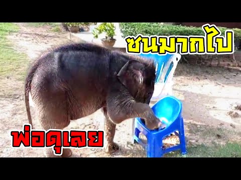 Thumbnail for เด็กดื้อ!!!โดนพ่อดุ งัยล่ะเฟี้ยวนัก หงอยมั้ย? ไม่ค่ะ