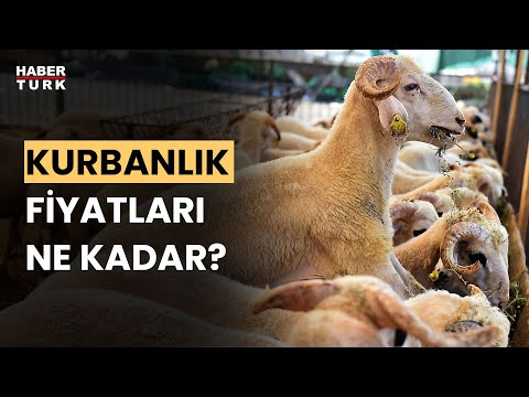 Thumbnail for 2023 kurbanlık fiyatları: Küçükbaş ve büyükbaş kurbanlık fiyatı ne kadar?