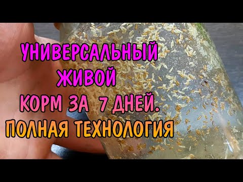 УНИВЕРСАЛЬНЫЙ ЖИВОЙ КОРМ ЗА 7 ДНЕЙ. ПОЛНАЯ ТЕХНОЛОГИЯ