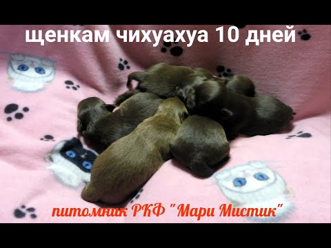 Щенки ЧИХУАХУА возраст 10 дней 08.05.23 Детки Мишель #купитьчихуахуа +7 921 595 08 48 #продаю_щенка