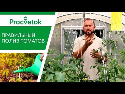 Thumbnail for УТРОМ или ВЕЧЕРОМ? Руководство по поливу помидоров.