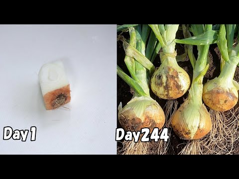 玉ねぎの芯を1個植えたら、玉ねぎが4個出来た!…再生栽培(リボべジ) / How to regrow onions from kitchen scraps