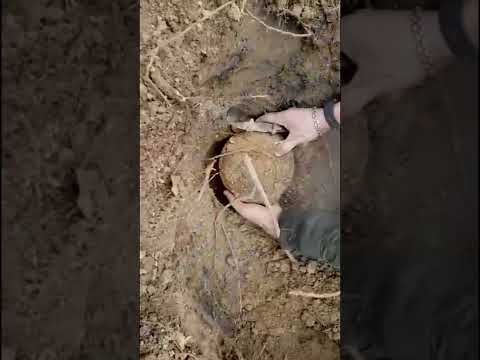 На глубине нашли 500-летний Клад... #shorts