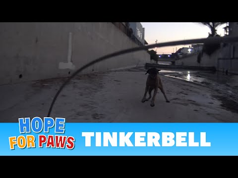 Hope For Paws and the L.A. Fire Department saving an injured Mastiff from the L.A River #dog