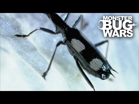 Crimson Legged Assassin Bug vs Domino Beetle | MONSTER BUG WARS