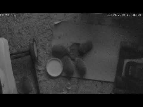 The hedgehog society at night