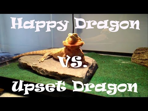 What Your Beardie Is Trying To Tell You Pt 1