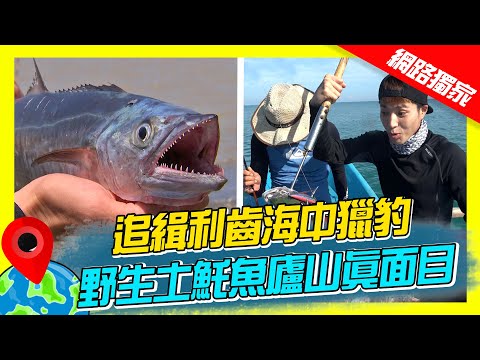 【東帝汶】追緝利齒海中獵豹 野生土魠魚廬山真面目｜《世界第一等》797集精華版 #世界該去哪