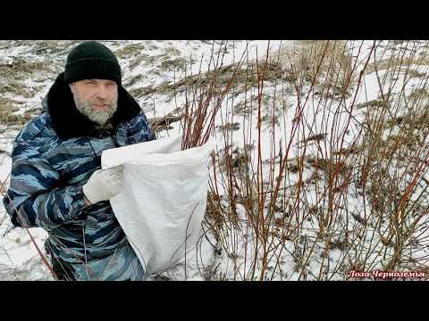 Thumbnail for Заготовка прута для плетения корзин и корзинок. Еду на целое поле лозы.