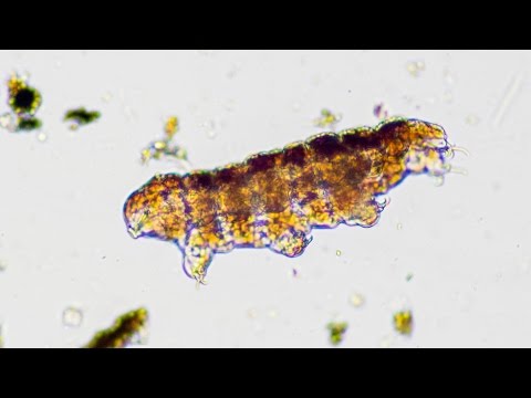 Thumbnail for How To Find Water Bears