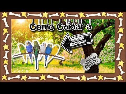 Thumbnail for Periquito australiano | Los periquitos que se dan besos |  |Cuidados de mascotas|