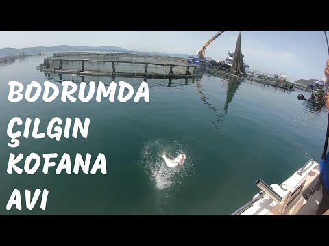 Bodrum'da Kofana ve Gopez Nasıl Avlanır ?