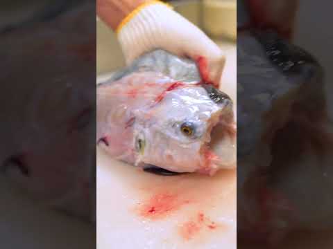 Thumbnail for 【閲覧注意】再生回数4,065万超!活トラフグの捌き方!Amazing Cutting Skill of Blowfish!