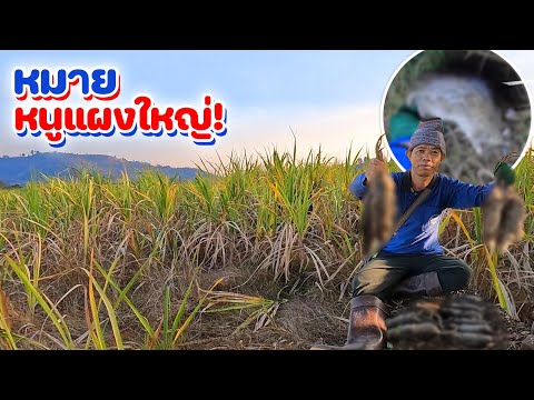 โพดโพ‼️ดักหนูแผงใหญ่กลางป่าอ้อย,เจอเข้าแล้วดงหนูแผงชัดๆ???