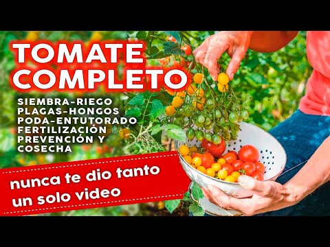 ???? Como Plantar Tomates COMPLETO: Siembra Plagas Hongos Fertilizantes Riego Poda y mucho más