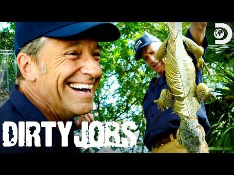 Mike Rowe Takes on Florida&apos;s Iguana Problem | Dirty Jobs