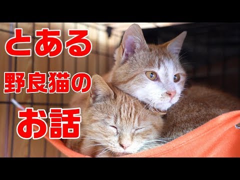 赤ちゃんを身ごもった野良猫親子の保護記録① 保護から無事に子猫が産まれるまで