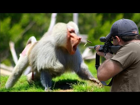 صيد قرود البابون بالبنادق ???????????? الجزء 1