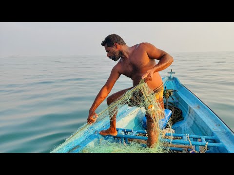 சிங்கி வலையில் வந்த பைந்தி மீன்கள்