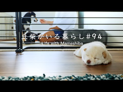 生後20日の子犬たちのモーニングルーティンがこちらです