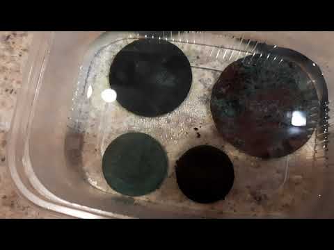 Эффективный способ чистки медных монет. Плюс патинирование.