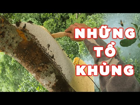 Thumbnail for NHỮNG TỔ KHỦNG CUỐI MÙA | ONG RỪNG 2023 - TẬP 23 | Đại Ngàn Ơi