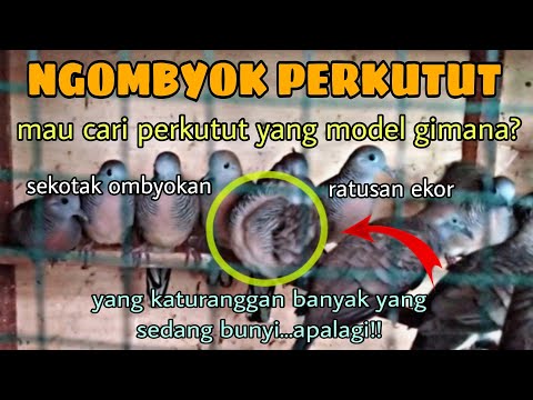 Ngombyok Perkutut Sekotak Ombyokan Ada Ratusan Ekor