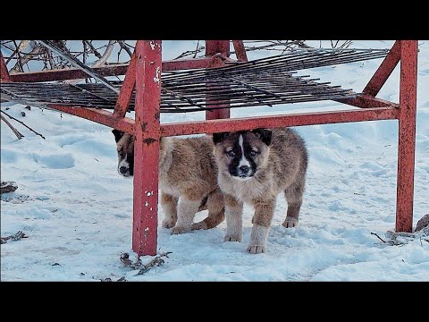Sad Unwanted Puppies Went out to the Road only to See what Happens!!!