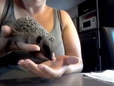 Thumbnail for Dérouler un Hérisson