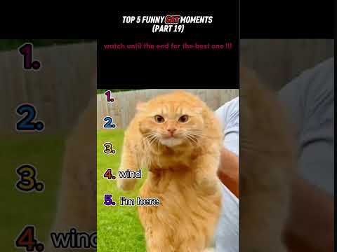 Thumbnail for top 5 funny cat moments!!!????????????