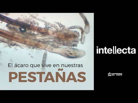 El ácaro que vive en nuestras pestañas