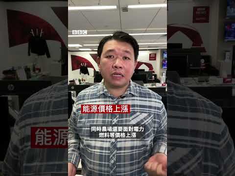 世界雞蛋價格為何突然攀升?(粵語版)#shorts