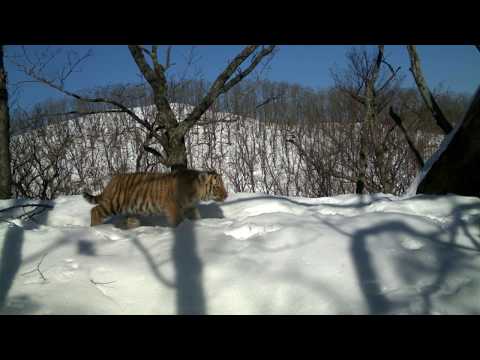 Лесное реалити-шоу: семья тигров поселилась вблизи фотоловушек «Земли леопарда»
