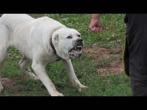Thumbnail for АЛАБАЙ В ДЕЛЕ! Огромный сильный пёс против грабителей, волков и медведей!