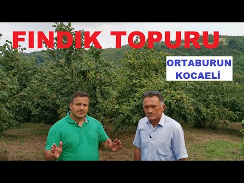 Fındık Gübreleme  - Örnek Fındık Bahçesi - Fındık Ocağı Bakımı - Ne, Nasıl, Ne Kadar, Nerede