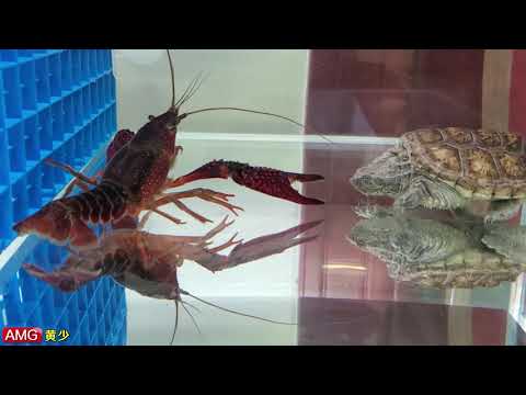 2020/7/19日常喂食~鳄龟捕食草金鱼 VS小龙虾