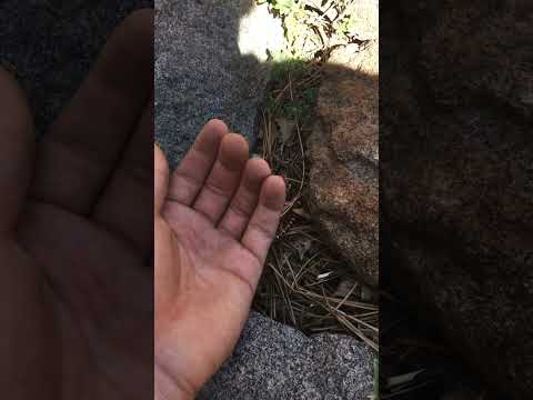 San Diego Mountain Kingsnake