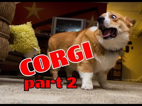 Thumbnail for Corgi compilation. Funny and cute. Очаровательные Корги! Милые и смешные!