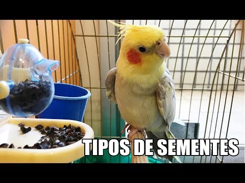 Thumbnail for COMO VARIAR A ALIMENTAÇÃO DA SUA CALOPSITA?