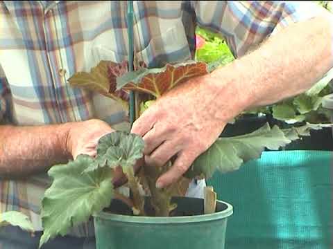 Thumbnail for Begonias - Growing from Tubers
