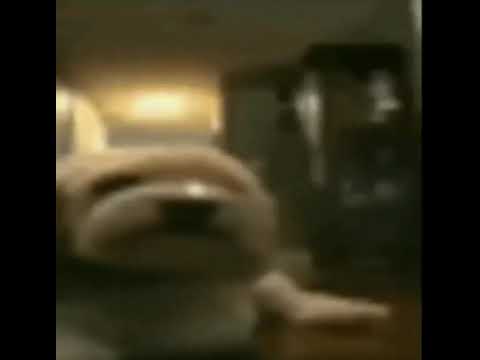 cachorro atumalaca