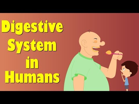 Thumbnail for Digestive System of Human Body | #aumsum #kids #science #education #children