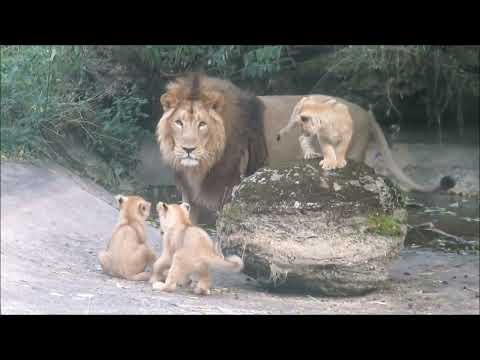 Lion Cubs Meet Dad!