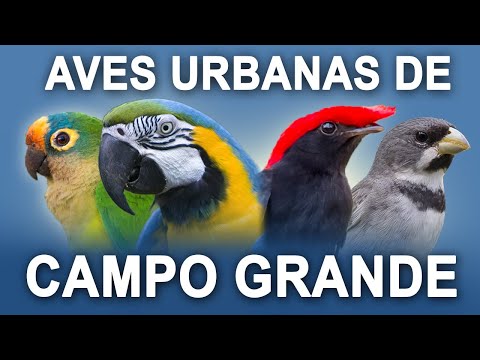 PASSARINHANDO na CIDADE de CAMPO GRANDE - MS | Aves urbanas da capital da observação de aves!